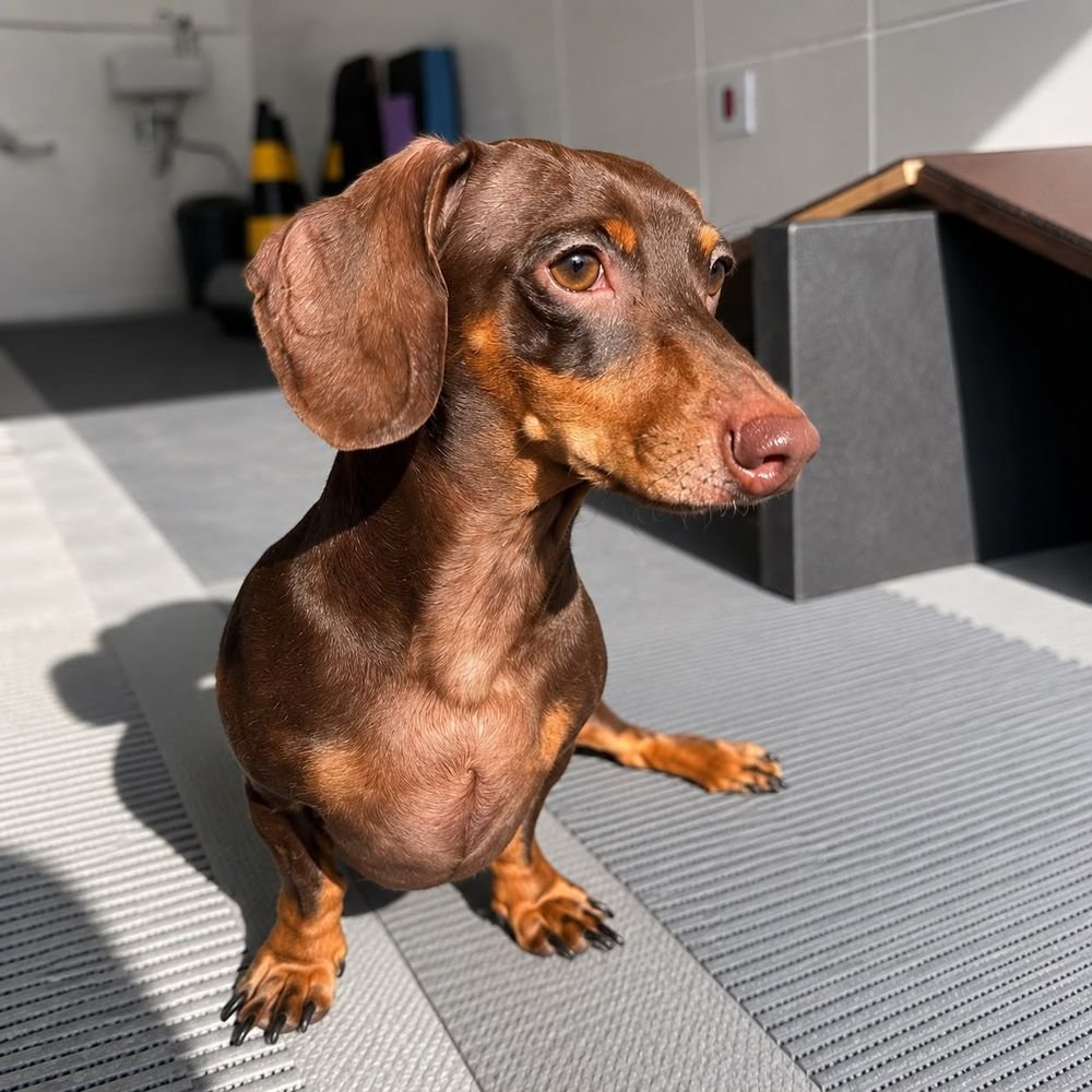 Paciente da Fisio Canis