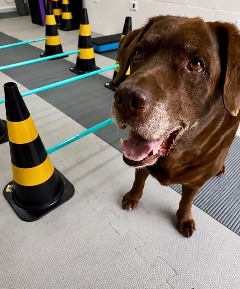 Labrador durante sessão de reabilitação no circuito de cavaletes